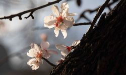 İlk cemre ne zaman düşecek?