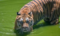 Turistik parka soruşturma başlatıldı