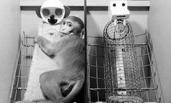 Peluşa sarılan Punch bilimin 70 yıllık gerçeğini hatırlattı