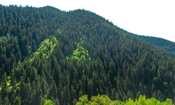 Resmi Gazete’de Bursa için orman sınırı kararı