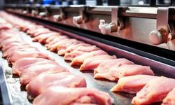 Bakanlık harekete geçti! Tavuk ihracatını durdurma kararı