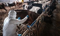 Şap salgını nedeniyle "ulusal afet hali" ilan edildi