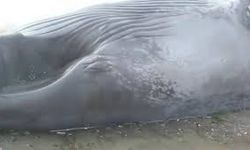 Nesli tükenme tehlikesindeydi...