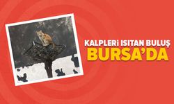 Yıldırım’da örnek davranış: Kuruyan ağaç kedi oyun parkına dönüştü