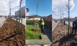 Bursa’nın 700 yıllık mirası 700 çınarla kök salıyor