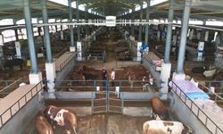 İnegöl Belediyesi Hayvan Pazarının Kotra İhale Tarihi Belli Oldu