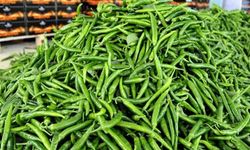 Biberin fiyatı 550 lira oldu