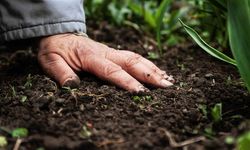 Son cemre de toprağa düştü: Baharın habercisi tamamlandı