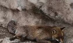 Uludağ'da tilkiye çarpan otomobil sürücüsü yaralı halde bırakıp kaçtı