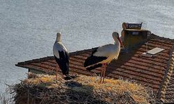 Yaren Leylek, Nazlı'sına kavuştu
