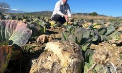 Pazarda 70 lira ama yüz binlercesi tarlada çürüdü: Bursalı üreticilerden çağrı