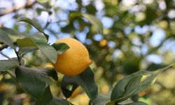 TÜİK'e göre limonda üretici fiyatları yıllık yüzde 410 yükseldi