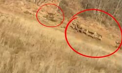 Bursa'da geyik sürüsü kameraya böyle takıldı