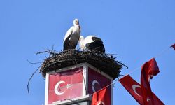 Yuva yapacak alan bulamayan leylekler yeniden İznik’te