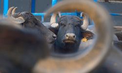 Türkiye'nin yeni manda ırkı Murana süt verimi ile dikkat çekiyor