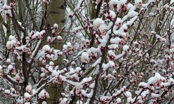 Afyonkarahisar ve Kütahya'da badem ve kayısı çiçekleri karla kaplandı