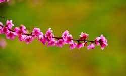 İznik Ovası'nda bahar şöleni: Şeftali bahçeleri kartpostallık görüntüler oluşturdu