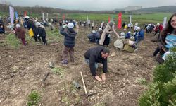 Bursa'da 2 yıl önce yanan 80 hektarlık alan ağaçlandırıldı