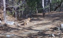 Uludağ’da Altın Çakallar fotokapana yakalandı