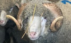 Bursa'da şampiyon koçun kuzularına bugünden 150 talep geldi