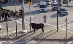 Bursa'da kaçan boğa trafiği karıştırdı, Ankara yolunda metrelerce koştu