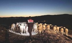 Kütahya'da kaybolan hayvanları jandarma dronla buldu