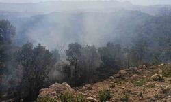 Samandağ'da ormanlık alanda çıkan yangın kısa sürede kontrol altına alındı