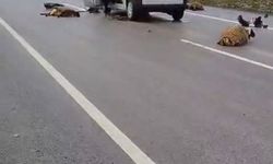 Şanlıurfa'da araç koyun sürüsüne çarptı: 10 koyun telef oldu