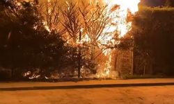 Sebepsiz yere ateşe verilen ağaç itfaiyeyi harekete geçirdi