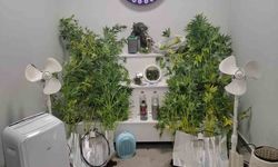 Yalova'da saklandığı evde uyuşturucu yetiştiren hükümlü yakalandı