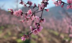 Bursa'da siyahların ardında açan pembe şeftali çiçekleri