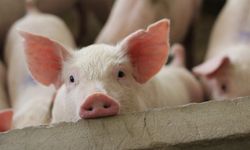 Domuz gribi vakaları yükseliyor! Vatandaşlara acil çağrı