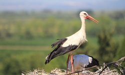 "Bolluk" müjdecisi leylek sürüsü Bursa semalarında görüldü