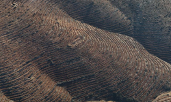 Harmancık ve Gürsu'da 2 milyon yeni fidan, 25 ton tohum dikildi