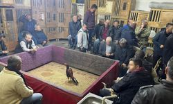 Horoz dövüştüren 23 kişiye para cezası