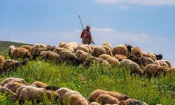 5 Ay İçin 590 Bin TL: Acil Çoban Aranıyor!