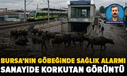 Bursa’nın mandalı geçmişi zehirle kaplandı