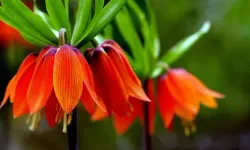 Baharın hüzünlü çiçeği: Koparana 700 bin TL ceza