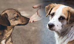 Hayvanseverler mücadele edip kazandı! 'Toplatma kararı' ve 'ötanazi' geri çekildi