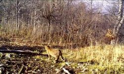 Bursa'da ormanın gizemli sakini görüntülendi