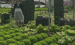 Bursa'da marul üreticisinin yüzü bu sene güldü