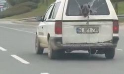 Bursa'da köpeğin komik anları kamerada