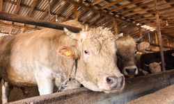 Bursa'da tonluk 'Paşa' 500 bin lira