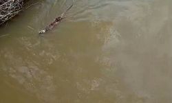 Bursa'da deredeki su samuru şaşırttı