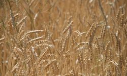 Dünya hububat üretiminde bir ilk gerçekleşecek