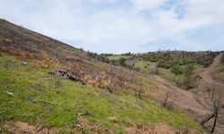 Bursa'da yanan bölgede yeni yaşam belirtisi görüldü