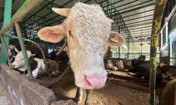 Bursa'da kurban hareketliliği: Tonluk boğayı 400 bin liraya sattı