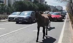 Başıboş atlar şehirde yolları mesken tuttu