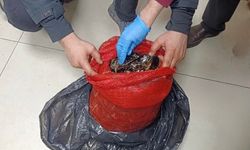 Bursa ve Balıkesir'de eş zamanlı operasyon: Tonlarca midye ele geçirildi
