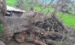 Derecik'te üzerine ağaç devrilen ağıldaki 4 keçi telef oldu